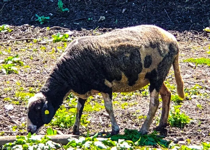 Hébergement de vacances Urlaub Am Wallersee