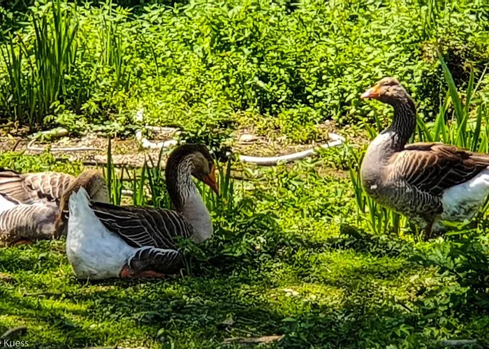 Hébergement de vacances Urlaub Am Wallersee